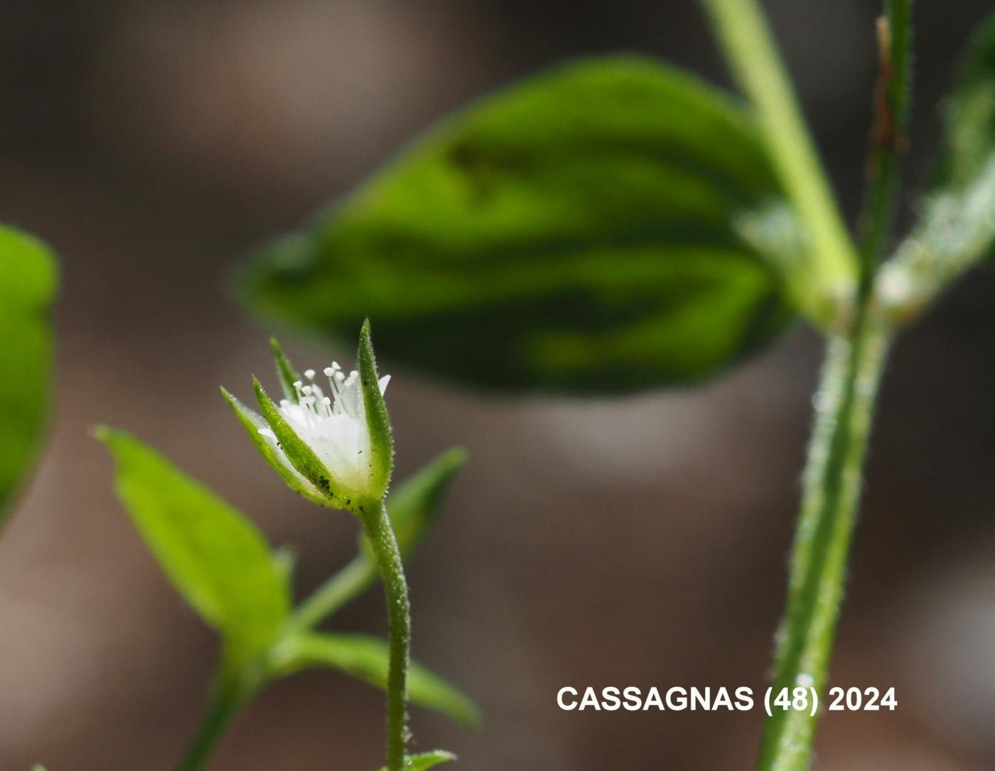 Sandwort, Three-veined flower